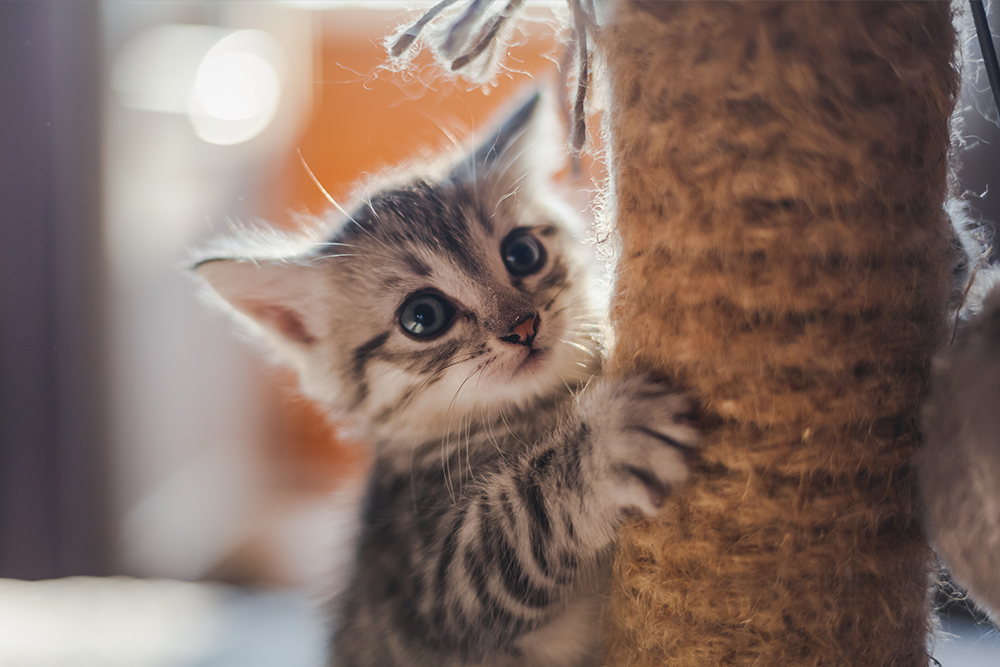 How to Train a Kitten to Use a Litterbox - Vetstreet